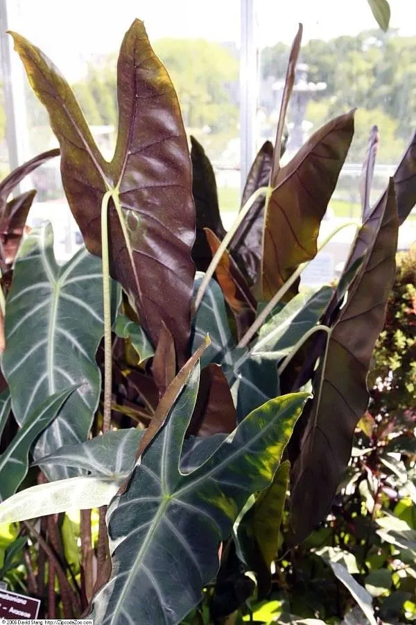 Alocasia Longiloba 2