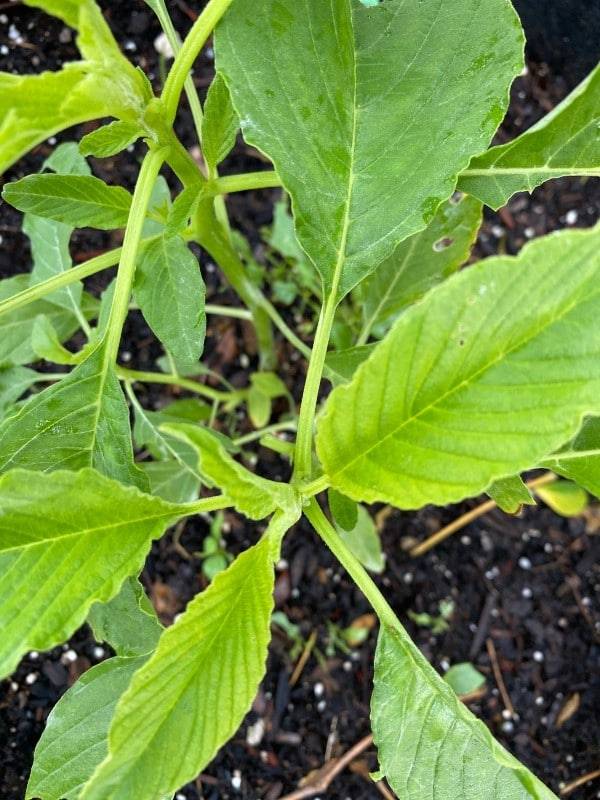 Amaranth Leaves Vegetable That Starts With A