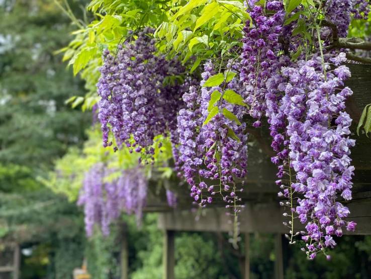 Amazing wisteria blooms Wisteria Seed Pods