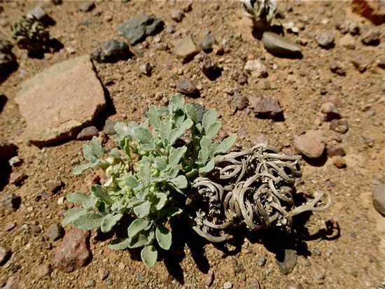 Anastatica hierochuntica rose de Jericho FloraTrek - What Is the Resurrection Plant