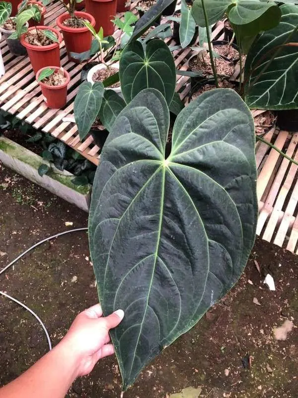 Anthurium Ace of Spades 1