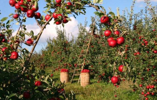 Apple Trees Dwarf Fruit Trees