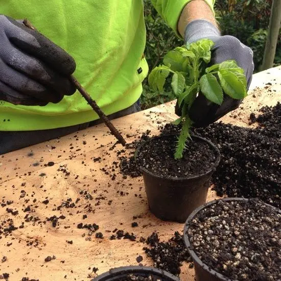 Are Coffee Grounds Good For Roses Are Coffee Grounds Good For Roses