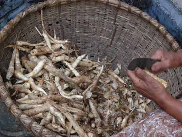 Arrowroot Cleaning Vegetable That Starts With A