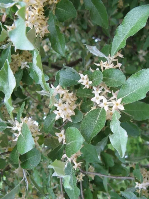 Autumn Olive Flower Autumn Olive Vs Russian Olive