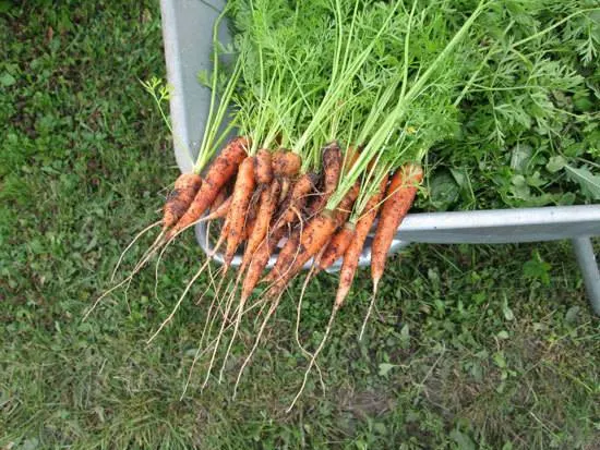 Baby Carrots - Fast Growing Salad Vegetables