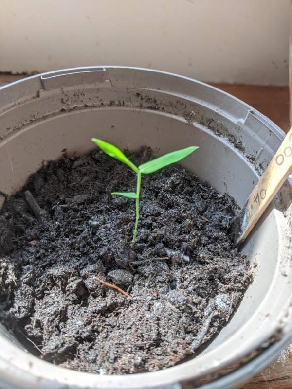 Bamboo Seed germination and growth