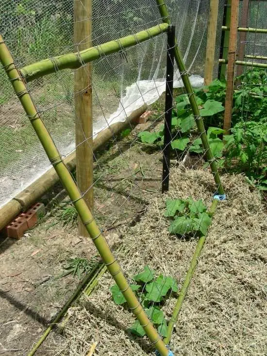 Bamboo and wire cucumber trellis How Much Sun Do Cucumbers Need To Get Best Harvest