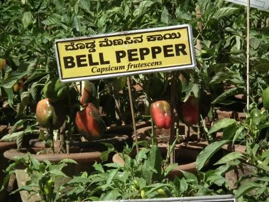 Bell Peppers Basil Companion Plants