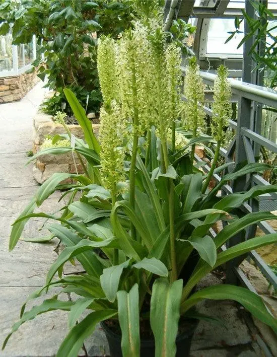 Best Bulbs For Containers Eucomis
