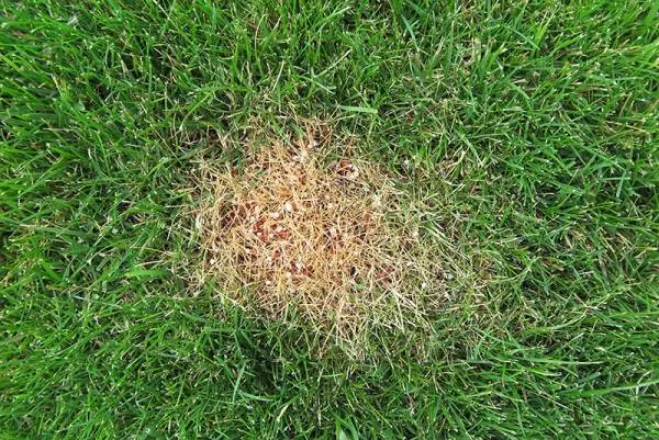 Best Fertilizer For Green Grass