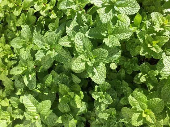 Best Perennial Herbs Garden Plants Lemon Mint
