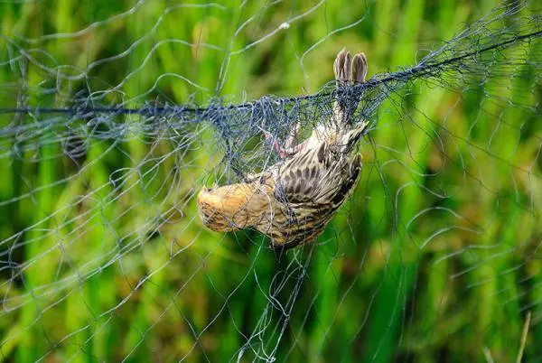 Bird Traps how to keep crows away