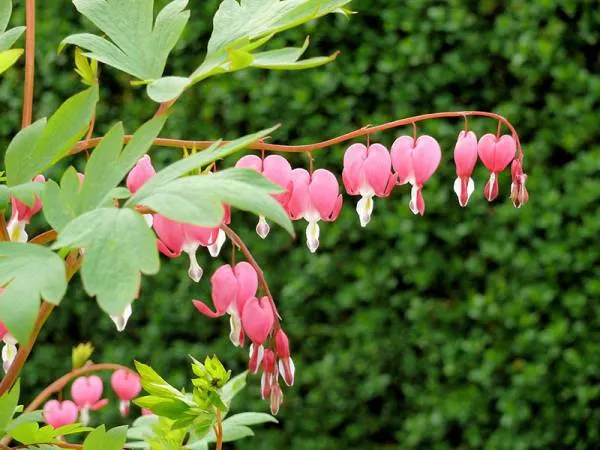 Bleeding Flower Heart Lamprocapnos