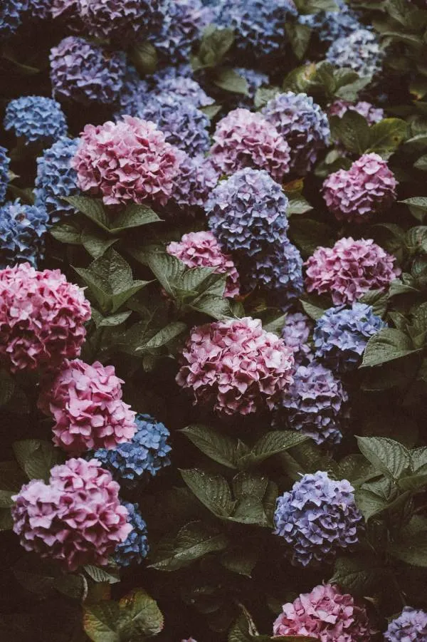 Blush pink and purple cluster hydrangea How to Keep Hydrangeas Blue