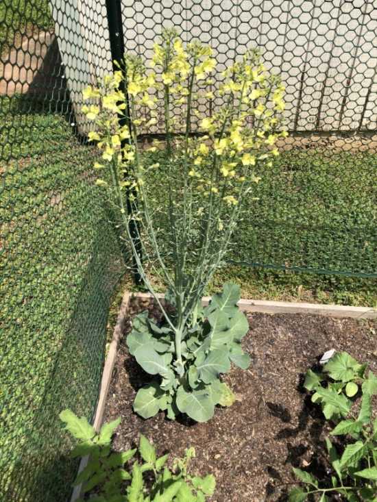 Broccolini is doing very well. Any suggestions on when best to harvest