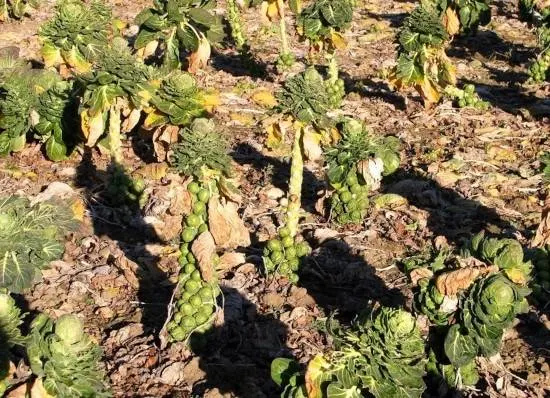 Brussels Sprouts What Is the Healthiest Vegetable Brussels Sprouts What Is the Healthiest Vegetable
