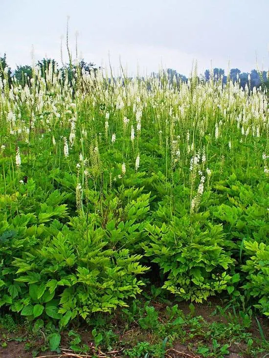 Pretty Flowering Tall Perennials Bugbanes Bugbanes Tall Perennial Flowers