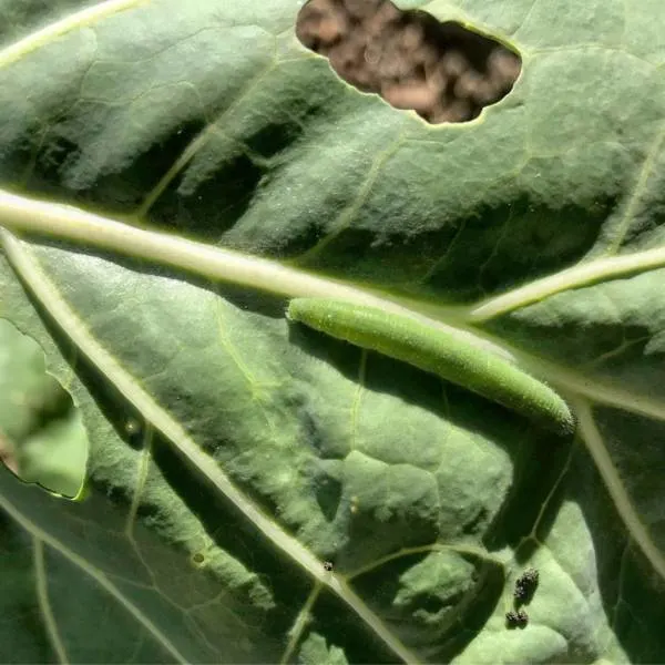 Cabbage Worms - How To Grow Brussel Sprouts