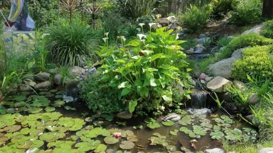 Calla Lily Plants That Grow In Water