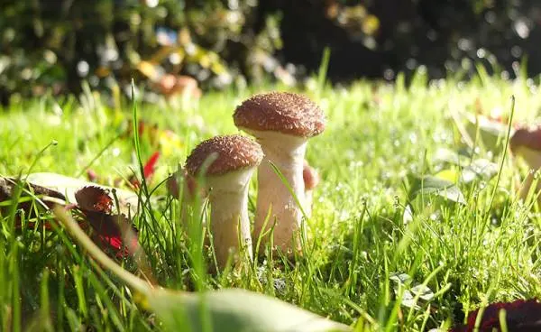 Can Mushrooms Harm Lawn Or Plants