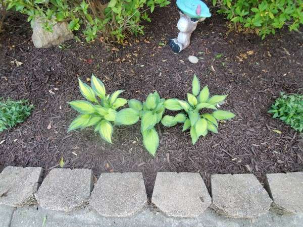 Can anyone recommend a good fertilizer for my hostas - Best Fertilizer for Hostas
