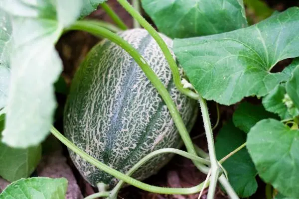 Cantaloupe Growing - Cantaloupe Growing Stages