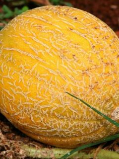 Cantaloupe Mushmelon Melon