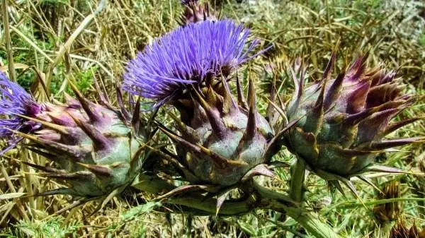 Cardoon Vegetables that start with C