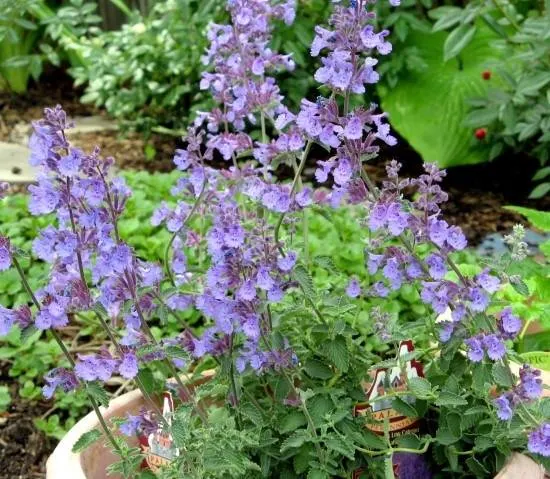 Catmint Easiest Perennial to Grow from Seed