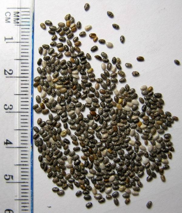 China Seeds - How Long Do Chia Seeds Last