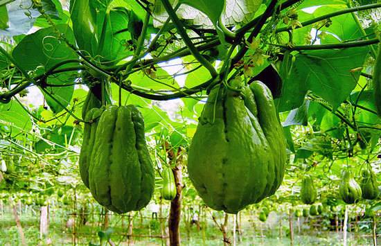 Climbing Vegetables Easy to Grow and Harvest - Chayote Mirliton Squash