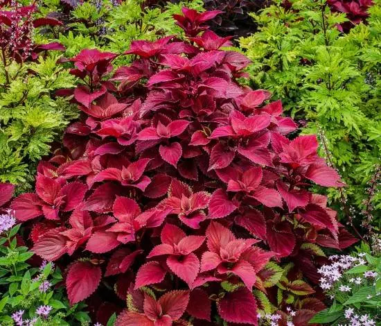 Coleus Red Leaf Plants