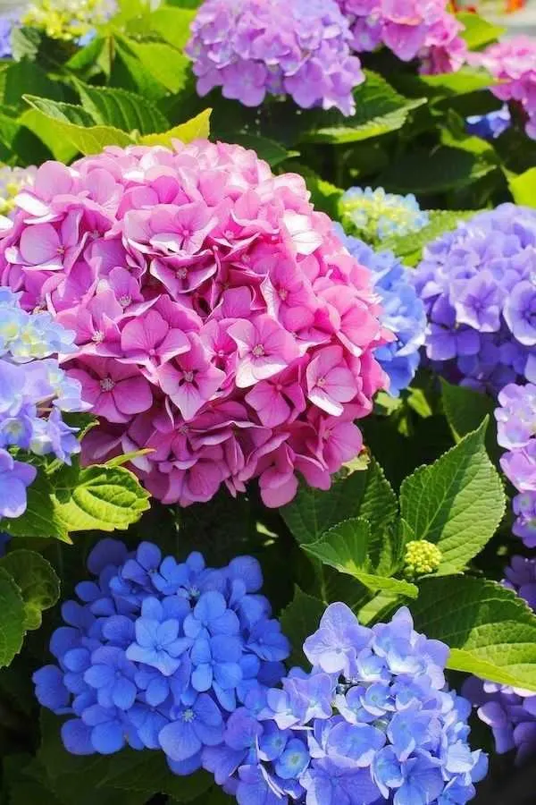 Colors in Hydrangea Hydrangea vs Rhododendron