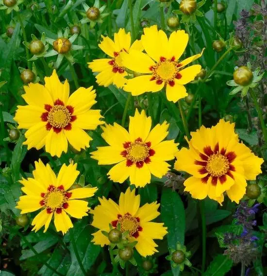 Coreopsis Bright Summer Blooming Perennial Flowers