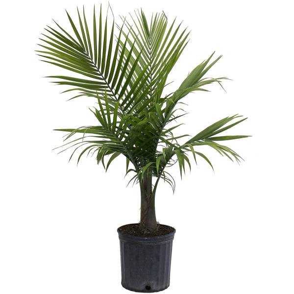 Costa Farms Majesty Palm Tree Live Indoor Plant