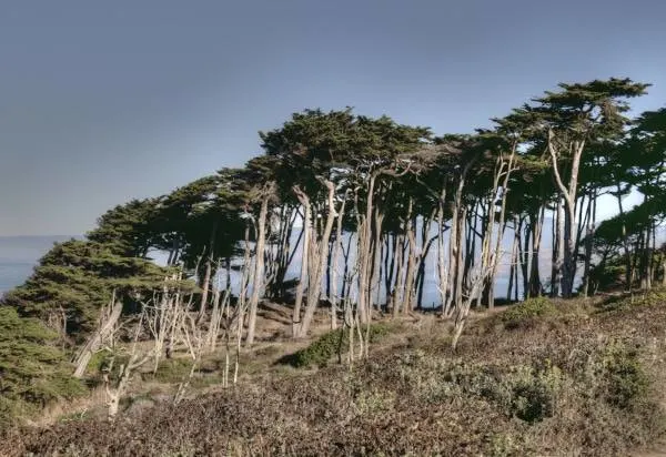 Cypress Tree Forest Cedar Vs Cypress Mulch