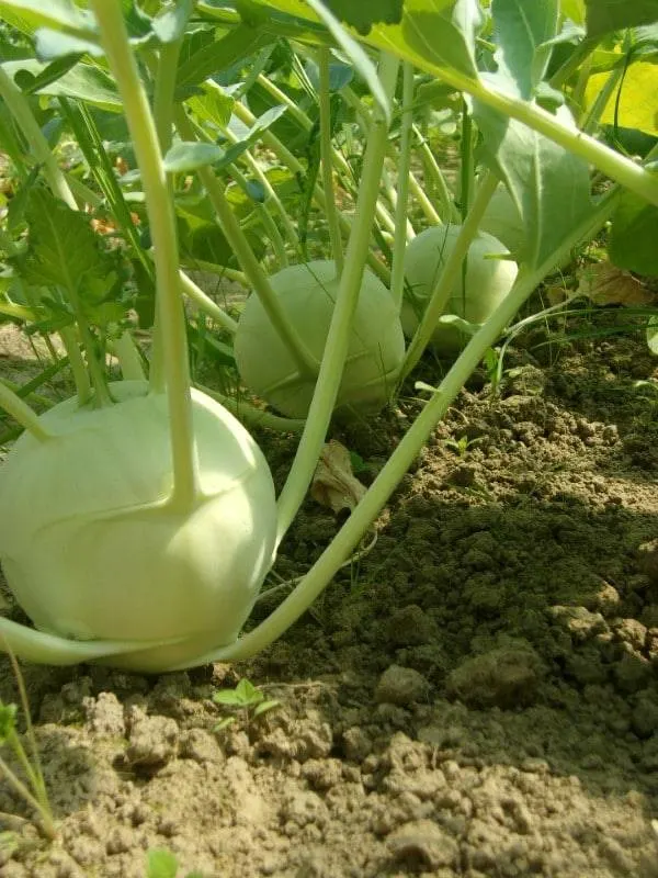 Delicacy White Kohlrabi Vegetables that start with D