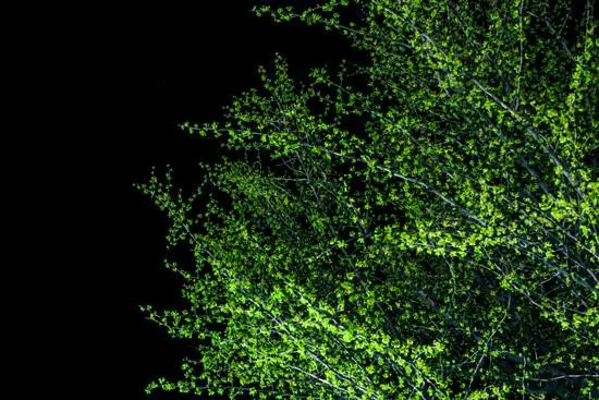 Do Plants Need Darkness Leaf Abscission and Dormancy Do Plants Need Darkness Leaf Abscission and Dormancy