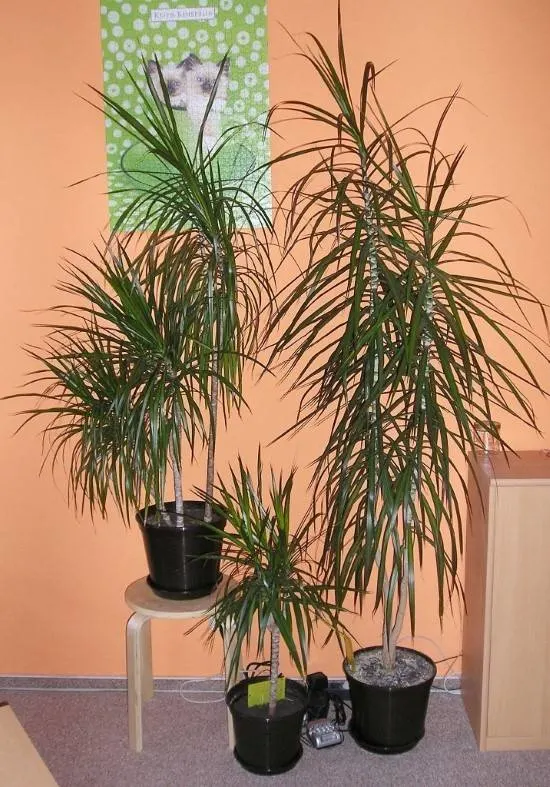Dracaena Marginata Spiky plants