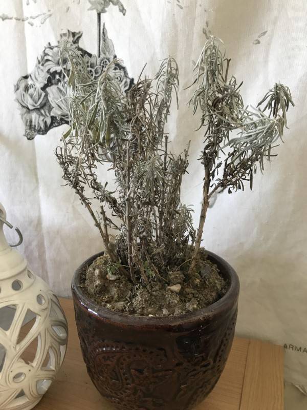 Dry and dying lavender plant how can I save her Why Is My Lavender Plant Dying