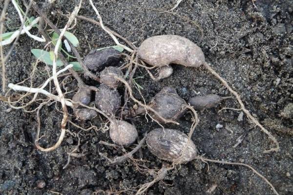 Earthnut pea Lathyrus tuberosus Vegetables that start with E