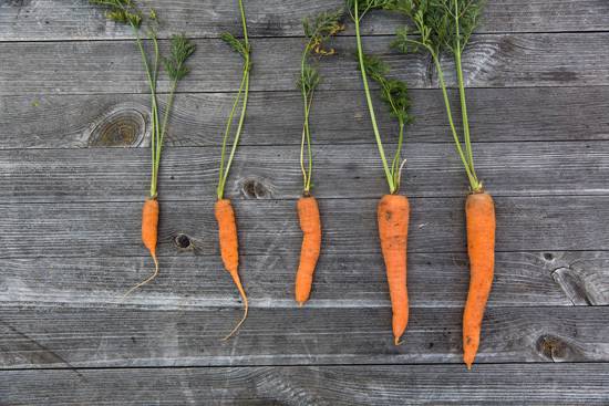 Easy Vegetables To Grow Indoors Carrots