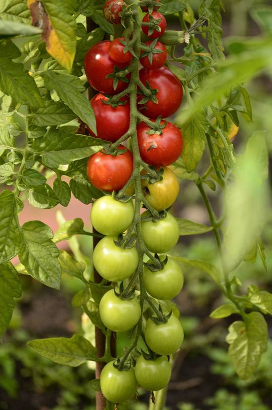 Easy Vegetables To Grow Indoors Tomatoes