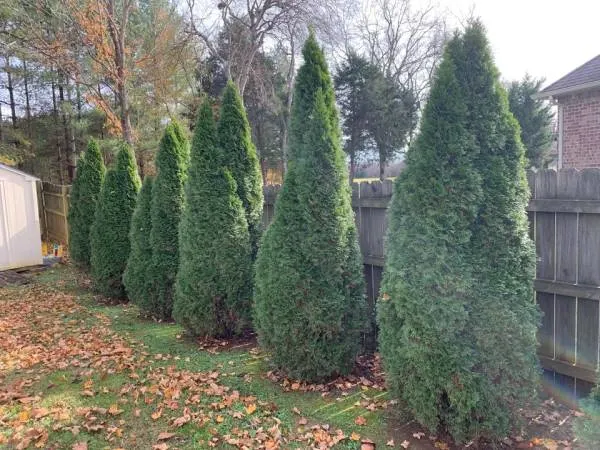 Emerald green arborvitae care