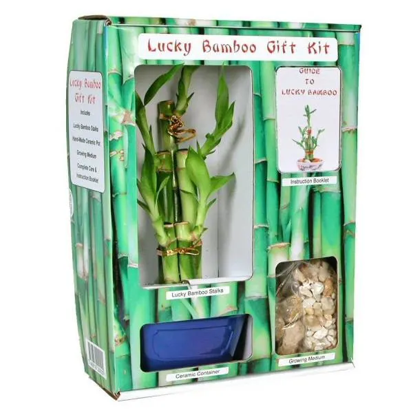 Eves Lucky Bamboo Gift Kit