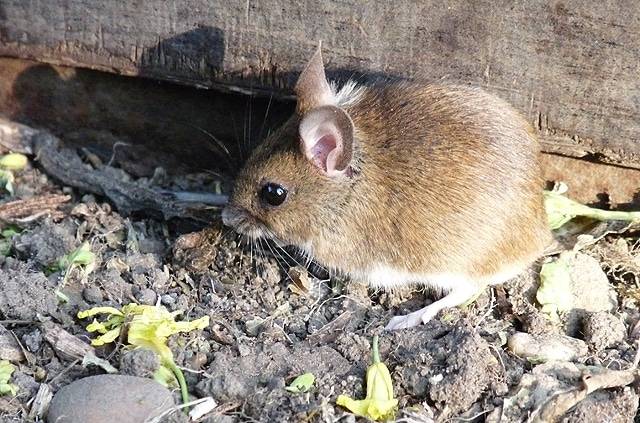 Field mice What Animals Eat Potatoes