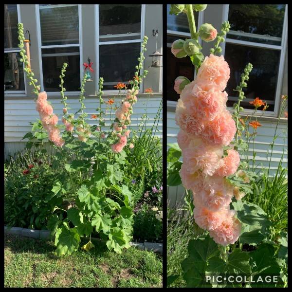 First year my Hollyhock is blooming When To Plant Hollyhock Bulbs