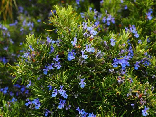 Flowering Herb Plants Rosemary Flowering Herb Plants Rosemary