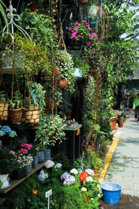 Flowering Plants on Display in a Shop